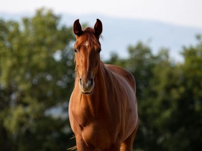 10 motivi per scegliere un cavallo Fonte Abeti
