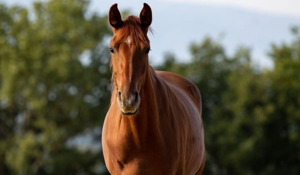 10 motivi per scegliere un cavallo Fonte Abeti