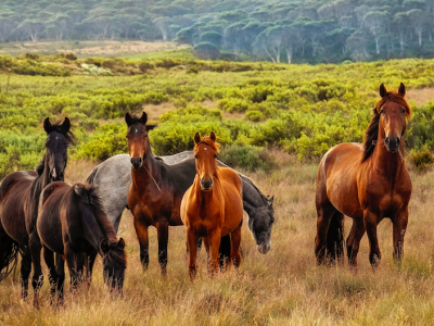 Il Viaggio del Centauro – Se lo guardi lo addestri