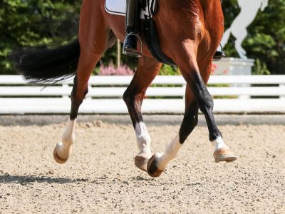 È online il regolamento nazionale dressage per la stagione 2022