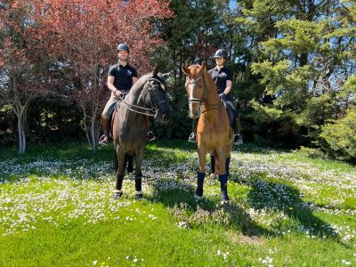 Allevamento del Roncone e VAP Dressage: una nuova fusione