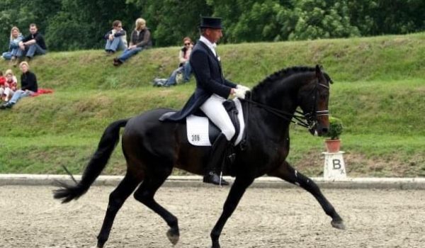 Wieger De Boer per Forum Dressage