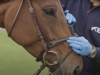 Nuovo anno, nuove regole FEI per la salute e il benessere del cavallo