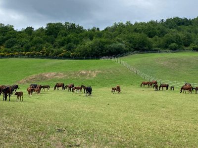 Allevamento Fonteabeti: presentazione dei puledri alla commissione Hannover