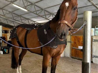 Equery: la tecnologia EMS per il benessere dei cavalli arriva in Italia