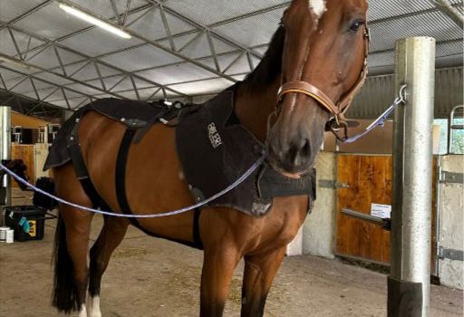 Equery: la tecnologia EMS per il benessere dei cavalli arriva in Italia