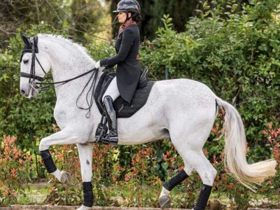 STEFANO RICCI Top 10 Dressage Trophy 2026: il dressage entra ufficialmente tra le grandi competizioni di Fieracavalli