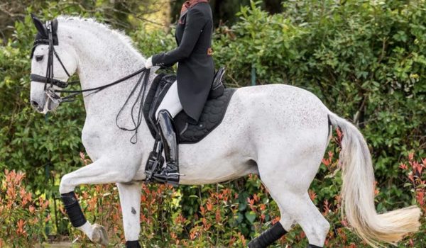STEFANO RICCI Top 10 Dressage Trophy 2026: il dressage entra ufficialmente tra le grandi competizioni di Fieracavalli