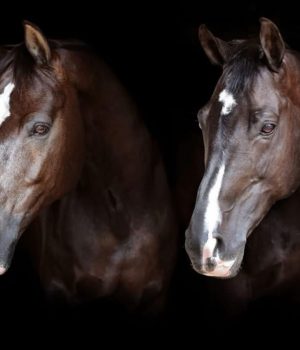 Addio a Valegro e Uthopia: si spengono due leggende del dressage mondiale