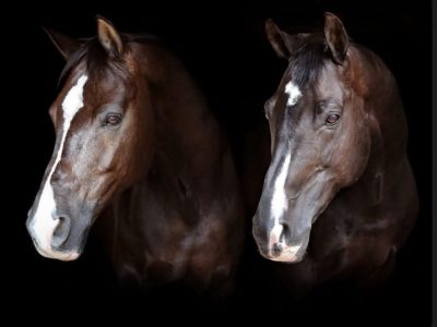 Addio a Valegro e Uthopia: si spengono due leggende del dressage mondiale