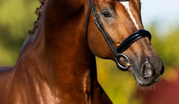 King Karim, un passato solido e un nuovo inizio in Italia