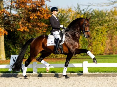 Blue hors Zackerey venduto in Italia: Andrea Giovannini accoglie in scuderia il noto stallone danese