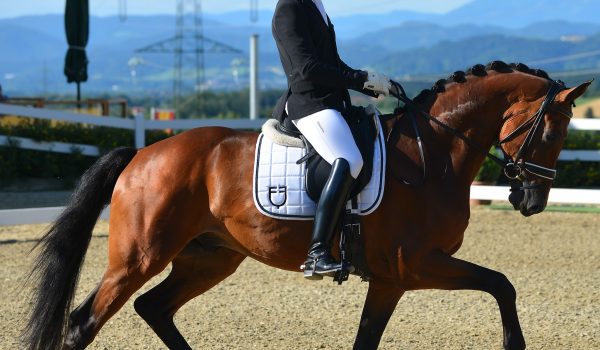 Mary Hanna investe sul futuro: arriva Golia Di Fonteabeti