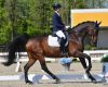 Dressage: azzurri in gara a...