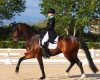 Dressage: doppio impegno in...