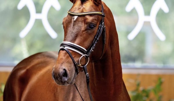 Marco Polo di Fonteabeti quinto al Bundeschampionate: a Warendorf un’altra conferma per l’allevamento italiano