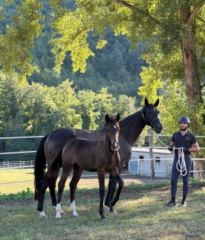 Fonteabeti, otto Gold Foal nella rassegna Hannover 2026