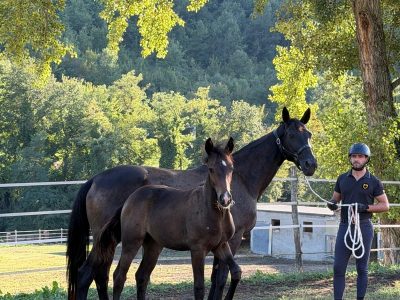 Fonteabeti, otto Gold Foal nella rassegna Hannover 2026
