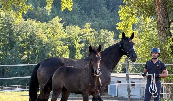 Fonteabeti, otto Gold Foal nella rassegna Hannover 2026