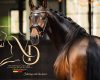 DLV Dressage Stable: dalla ...