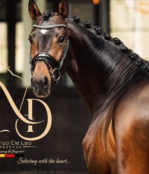 DLV Dressage Stable: dalla Calabria un progetto allevatoriale che guarda al futuro del dressage