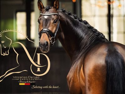 DLV Dressage Stable: dalla Calabria un progetto allevatoriale che guarda al futuro del dressage